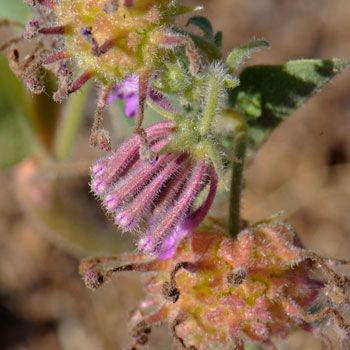 Abronia villosa, Desert Sand Verbena